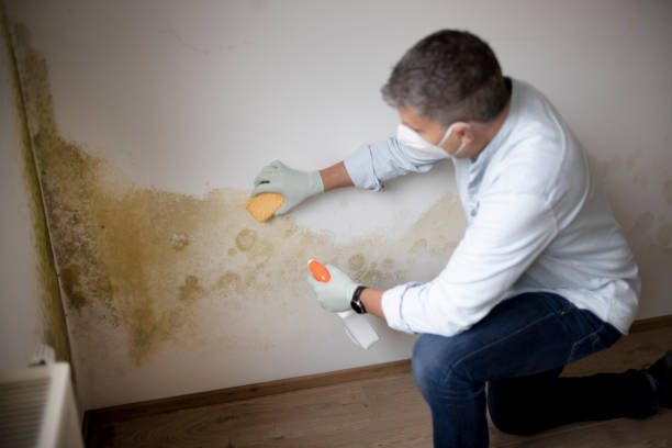 Dehumidification Services in Forest, MS