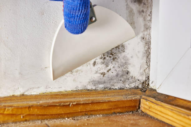 Best Water Damage & Mold Remediation  in Forest, MS