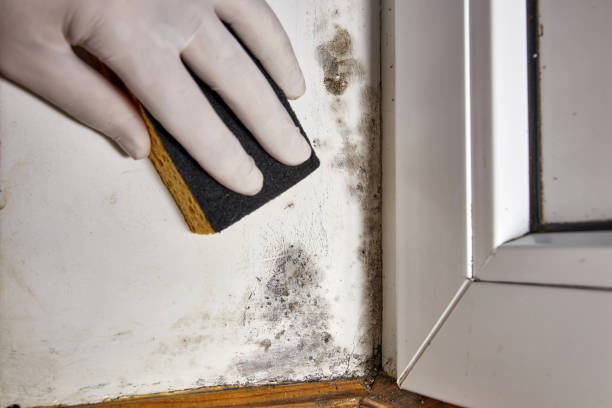 Best Attic Mold Removal  in Forest, MS